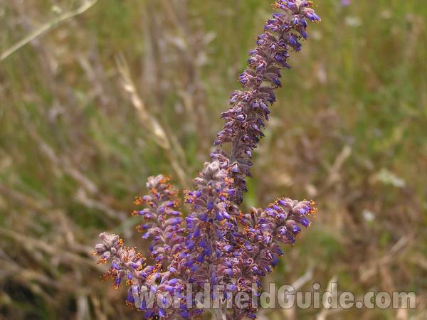 Flowers<br>(Location of Picture: Fort Worth, Texas, USA, 2005)
