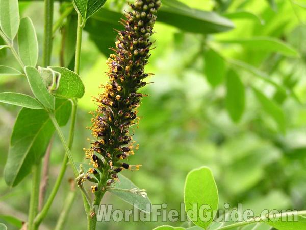 Top Of Plant<br>(Location of Picture: Oakmont Park, Texas, USA, 2005)