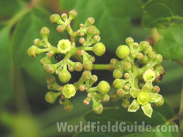 Flowers<br>(Location of Picture: Ben Wheeler, Tyler, Texas,2005)