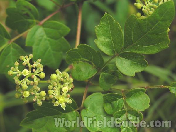 Flowers and Leaves - Close View<br>(Location of Picture: Ben Wheeler, Tyler, Texas,2005)