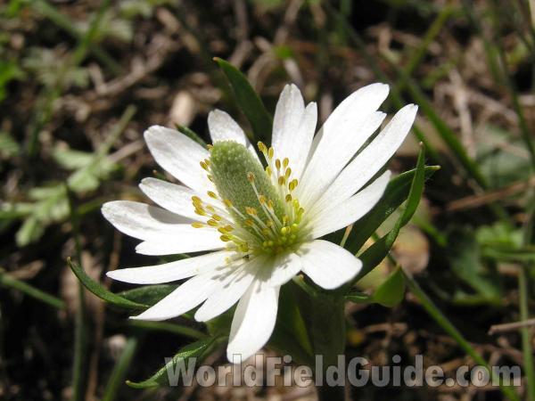 Flower - Angle View<br>(Location of Picture: Stella Rowan, Ft Worth,texas, 2005)