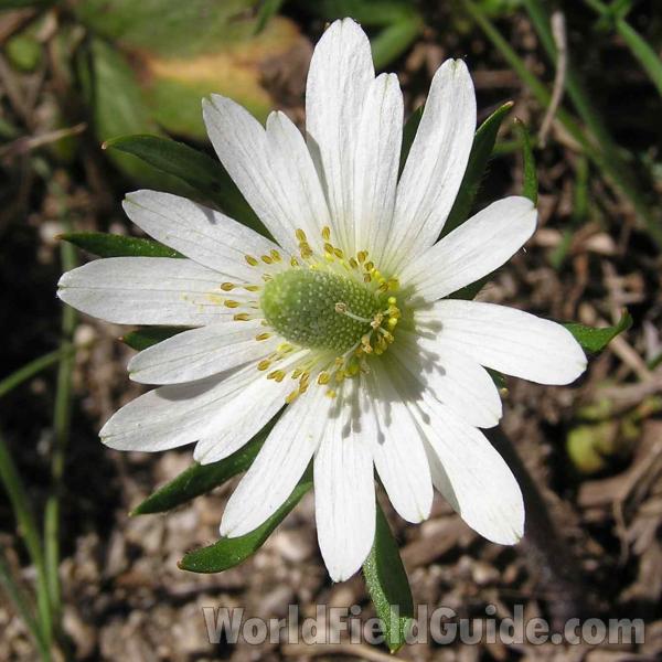 Flower - Front View<br>(Location of Picture: Stella Rowan, Ft Worth,texas, 2005)