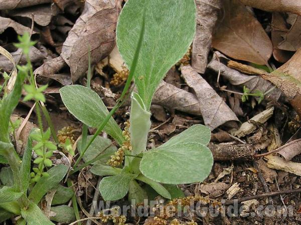 Basal Leaves<br>(Location of Picture: Fossil Hill, Texas, 2005)