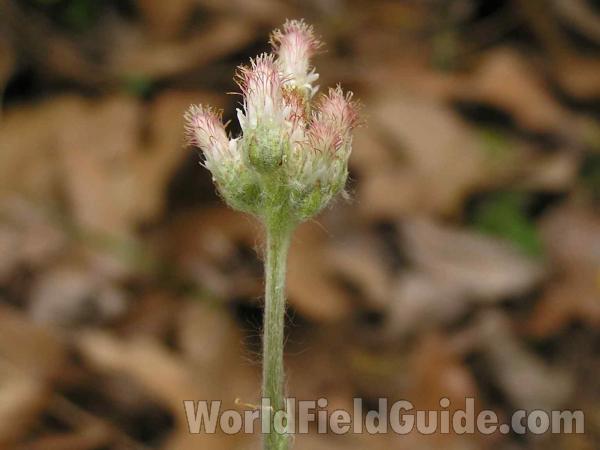 Flowers<br>(Location of Picture: Fossil Hill, Texas, 2005)