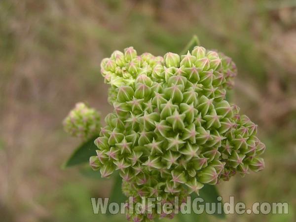 Flower Head<br>(Location of Picture: Stella Rowan, Ft Worth,texas, 2005)
