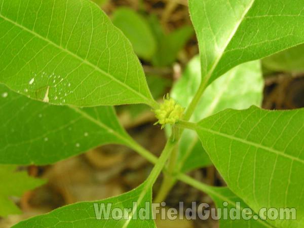 Leaf Bases<br>(Location of Picture: Colorow Creek, Texas, USA, 2005)