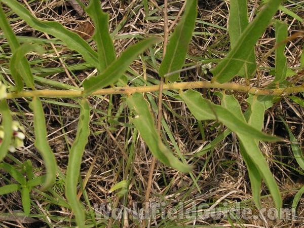 Leaves<br>(Location of Picture: Stella Rowan, Ft Worth, Tex, 2005)