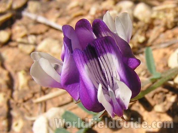 Flower - Close View<br>(Location of Picture: Fossil Hill, Texas, 2005)