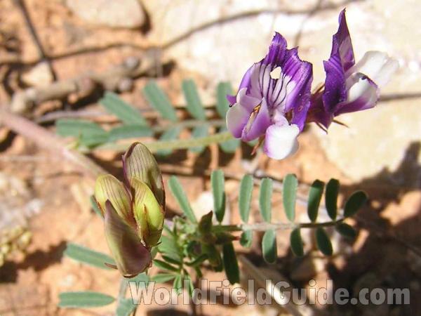 Buds<br>(Location of Picture: Fossil Hill, Texas, 2005)