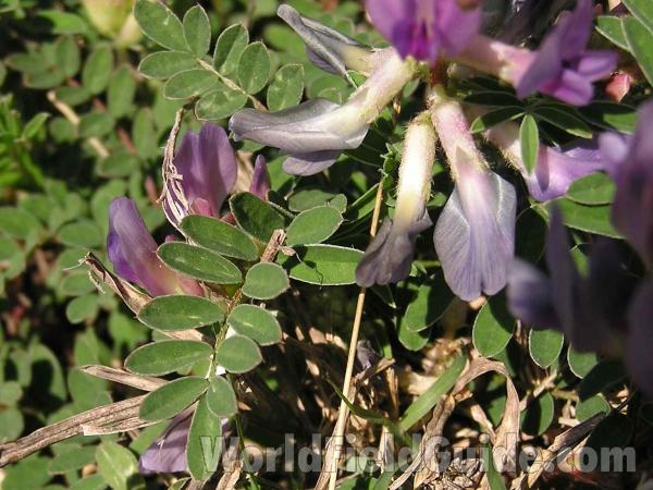 Leaves and Flower Back View<br>(Location of Picture: Cedar Ridge, Texas, 2005)