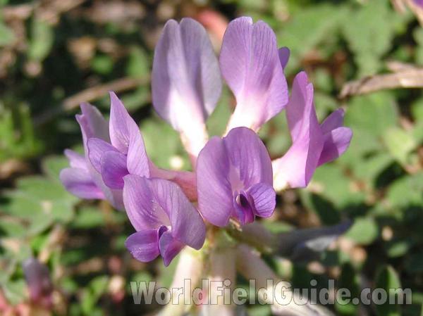 Flowers - Alternate View<br>(Location of Picture: Cedar Ridge, Texas, 2005)