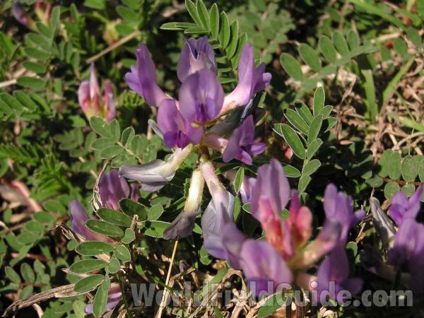 Top Of Plant<br>(Location of Picture: Cedar Ridge, Texas, 2005)