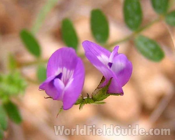 Flowers<br>(Location of Picture: Colorado Bend, Texas, 2005)