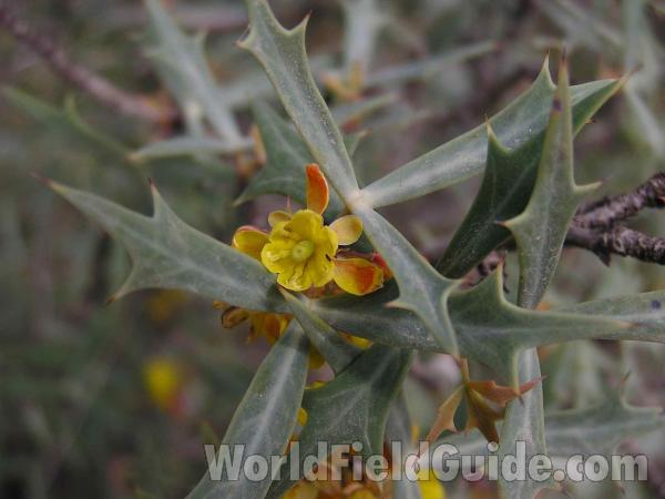 Flower and Leaves<br>(Location of Picture: Colorado Bend, Texas, USA, 2005)