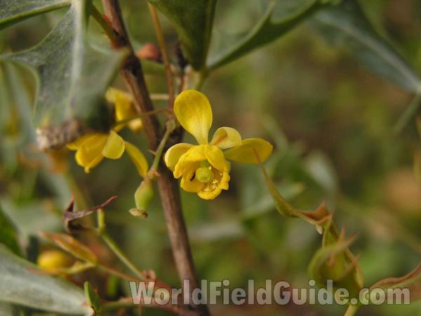 Flower<br>(Location of Picture: Colorado Bend, Texas, USA, 2005)