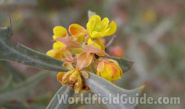Flowers<br>(Location of Picture: Colorado Bend, Texas, USA, 2005)