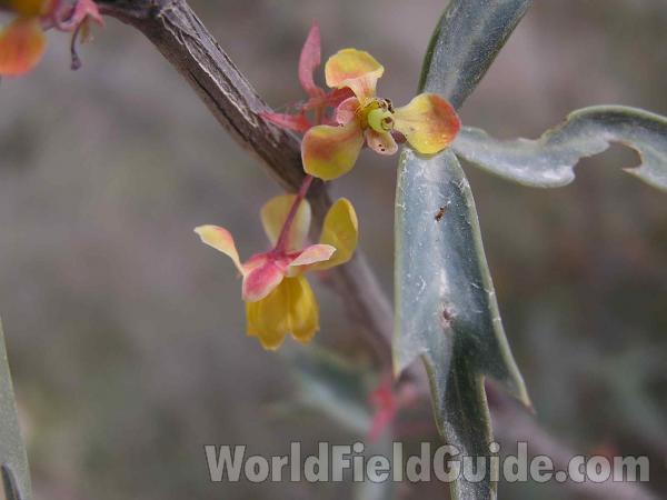 Flower and Leaf<br>(Location of Picture: Colorado Bend, Texas, USA, 2005)