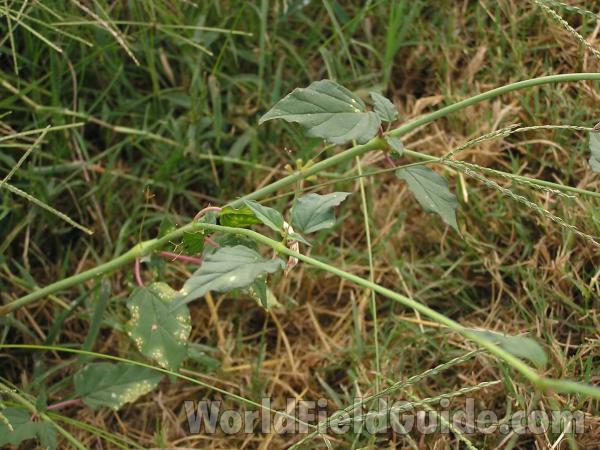 Leaves and Stem<br>(Location of Picture: Spring Creek, Texas, USA, 2005)