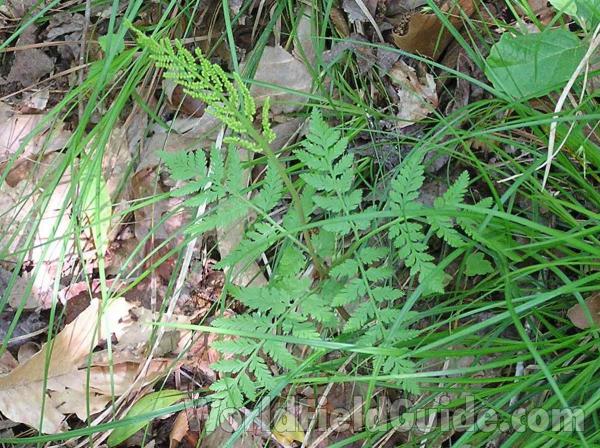 Habitat<br>(Location of Picture: G Watson, Big Thicket, Texas, USA)