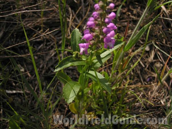 Leaves<br>(Location of Picture: Oakmont Park, Texas, USA, 2005)