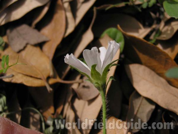 Flower - Side View<br>(Location of Picture: Oakmont Park, Texas, USA, 2005)