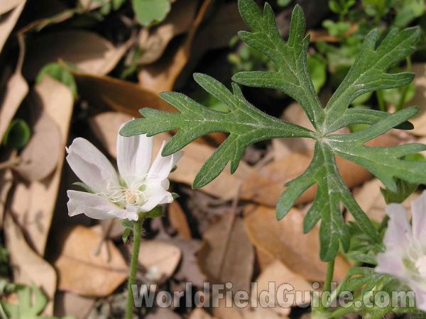 Leaf and Flower<br>(Location of Picture: Oakmont Park, Texas, USA, 2005)