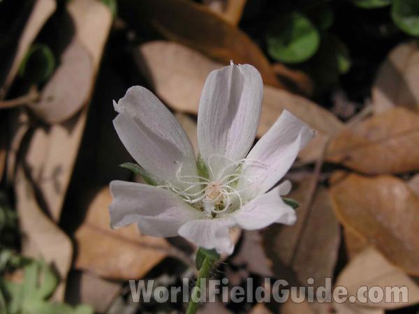 Flower - Close View<br>(Location of Picture: Oakmont Park, Texas, USA, 2005)