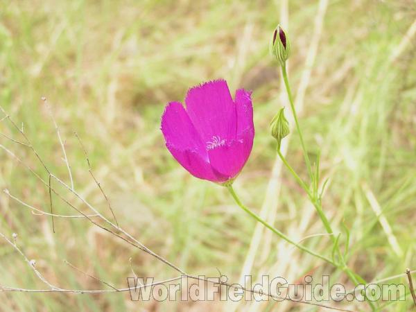 Top Of Plant With Flower<br>(Location of Picture: Stella Rowan, Ft Worth, Texas, USA)