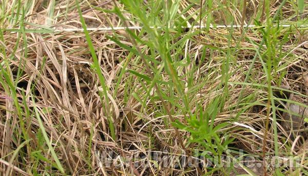 Leaves<br>(Location of Picture: Stella Rowan, Ft Worth, Texas, USA)
