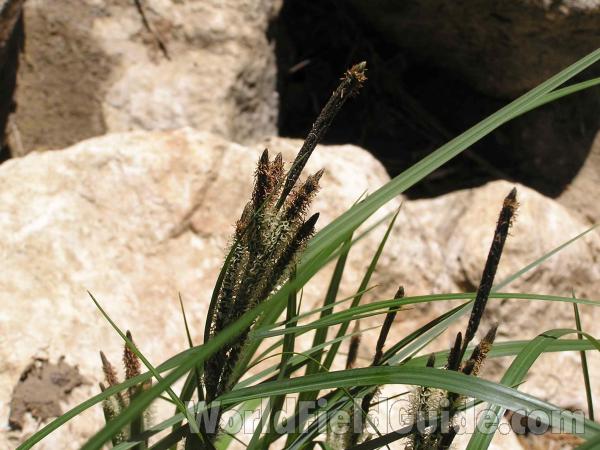 Top Of Plant<br>(Location of Picture: Joe Pool Lake, Texas USA)