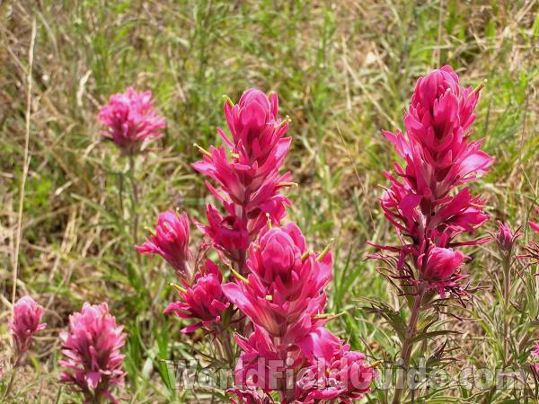 Top Of Plant in  Bloom<br>(Location of Picture: Richardson State Park, Texas, USA)