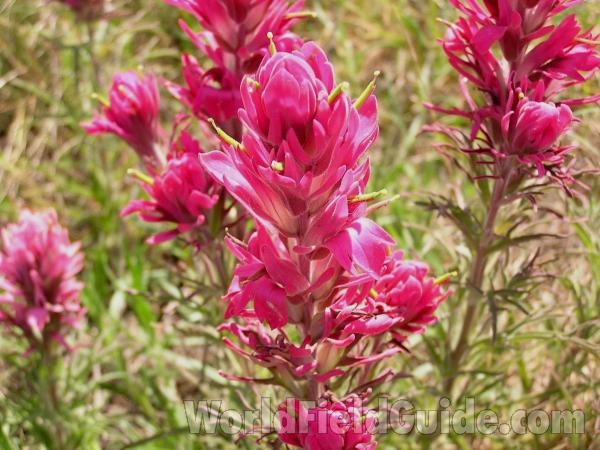 Flowers<br>(Location of Picture: Richardson State Park, Texas, USA)