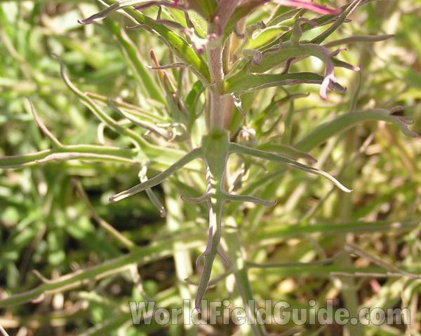Leaf<br>(Location of Picture: Richardson State Park, Texas, USA)
