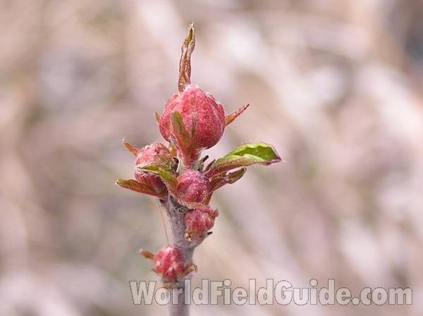 Spring Bud<br>(Location of Picture: Tandy Hills, Texas, USA)