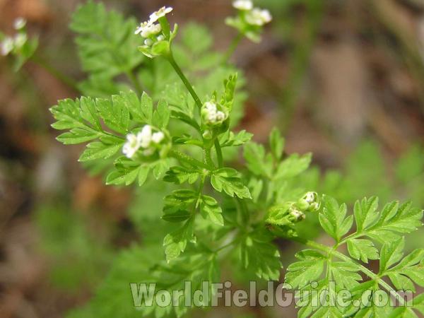 Flower  side and Leaves<br>(Location of Picture: San Augustine, Texas, USA)