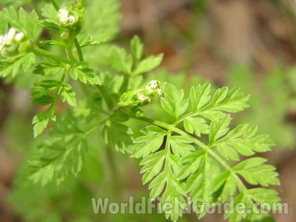 Leaves<br>(Location of Picture: San Augustine, Texas, USA)