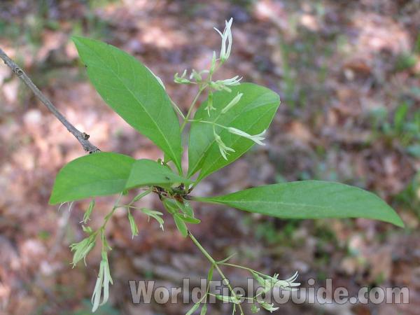 Leaves<br>(Location of Picture: San Augustine, Texas, USA, 2005)
