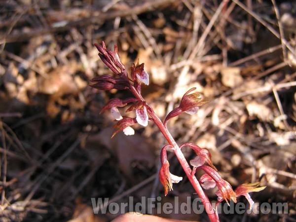 Top Of Plant in  Bloom<br>(Location of Picture: Cedar Ridge, Texas, 2005)