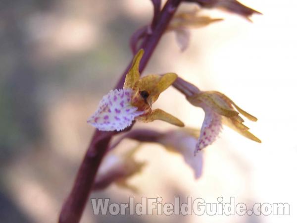 Flower<br>(Location of Picture: Cedar Ridge, Texas, 2005)