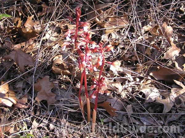 Habitat<br>(Location of Picture: Cedar Ridge, Texas, 2005)