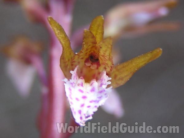 Flower - Very Close View<br>(Location of Picture: Cedar Ridge, Texas, 2005)