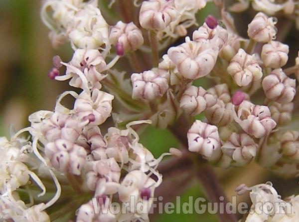 Flower - Close View<br>(Location of Picture: Tandy Hill, Texas, USA, 2005)