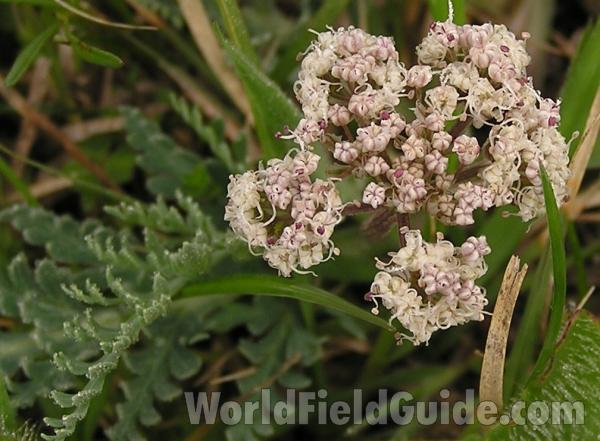 Top Of Plant in  Bloom<br>(Location of Picture: Tandy Hill, Texas, USA, 2005)