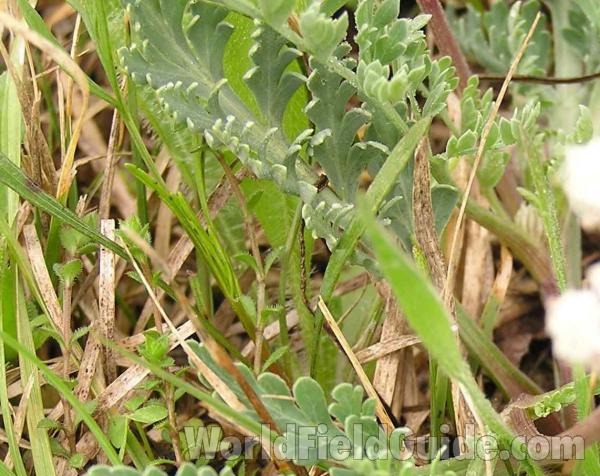 Leaves<br>(Location of Picture: Tandy Hill, Texas, USA, 2005)