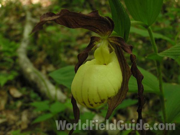 Flower Front - Yellow<br>(Location of Picture: Colorow Creek, Texas, 2005)