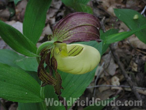 Flower - Top View<br>(Location of Picture: Colorow Creek, Texas, 2005)
