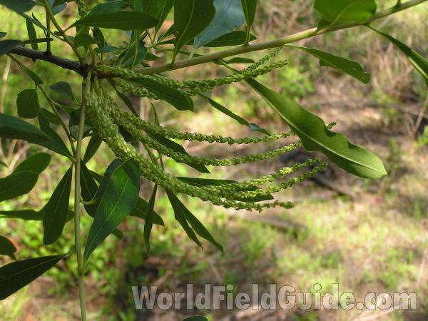 Leaves and Buds<br>(Location of Picture: Geraldine Watson, Big Thicket, Tex)