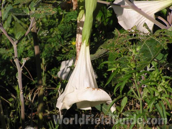 White Flower - Close Side View<br>(Location of Picture: Joe Pool Lake, Texas, USA, 2005)