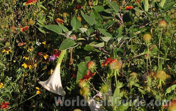 Top Of Plant in  Bloom<br>(Location of Picture: Joe Pool Lake, Cedar Hill Park, Tx)