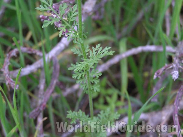 Stem and Leaves<br>(Location of Picture: Ink Lake, Texas, 2005)